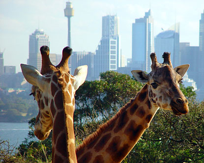 与澳洲动物同行—悉尼动物园推荐