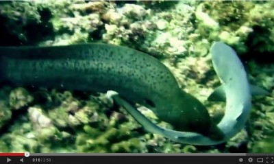 海鳗吞鲨的精采画面。（图片撷取自Youtube）