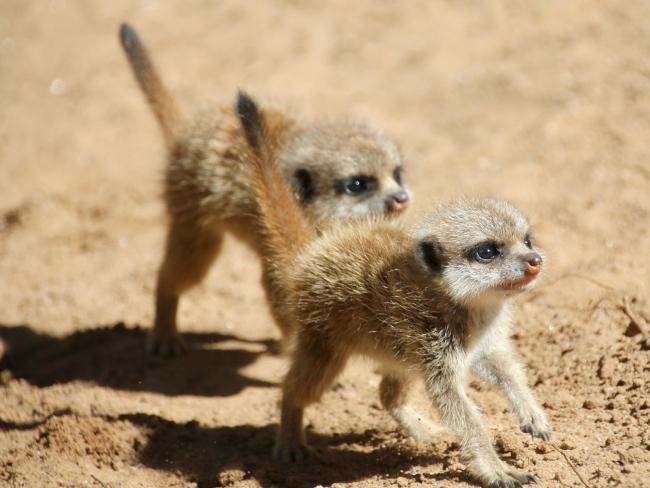 萌物组团来袭! 悉尼动物园迎6胞胎猫鼬宝宝